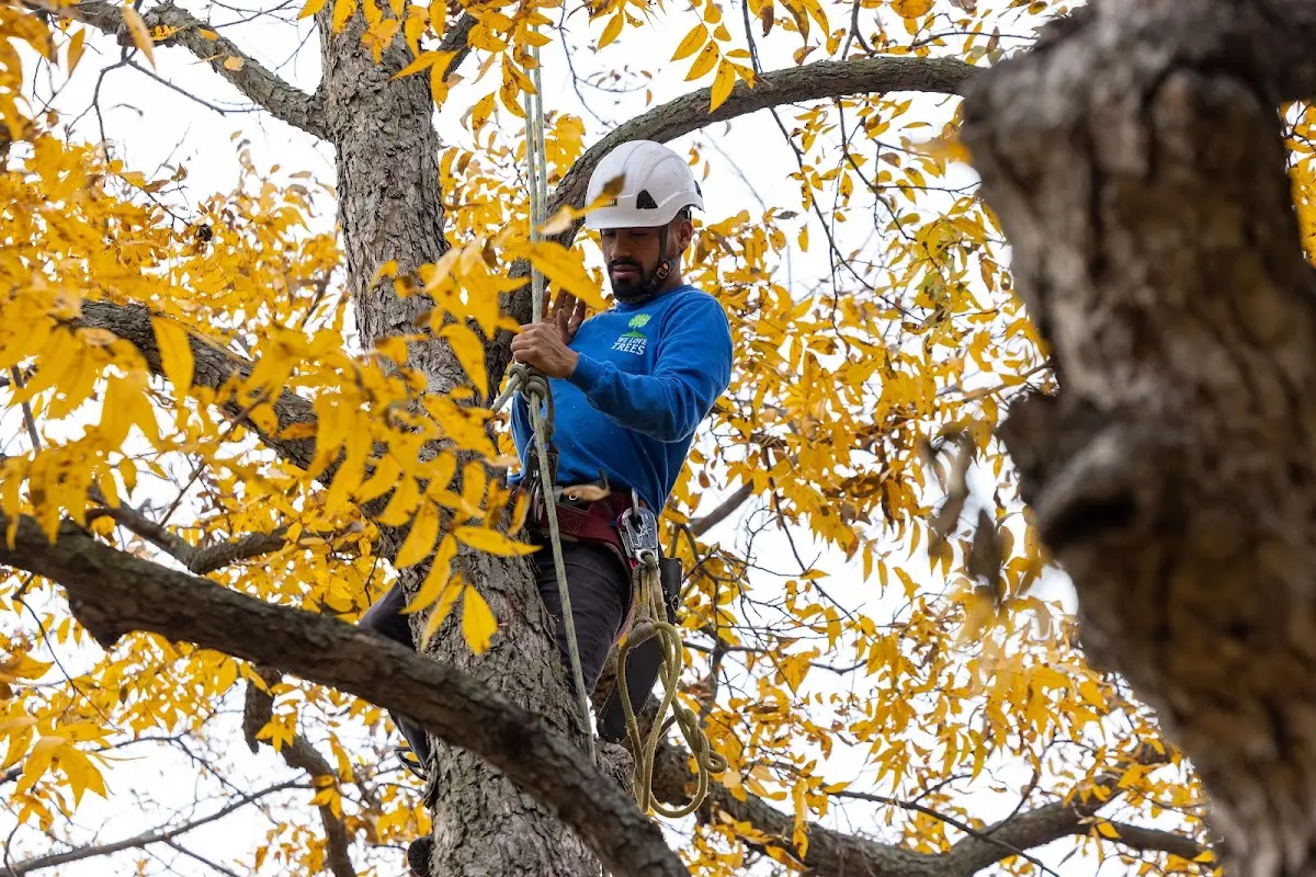 Skilled Tree Transplanting crew working in Kossuth