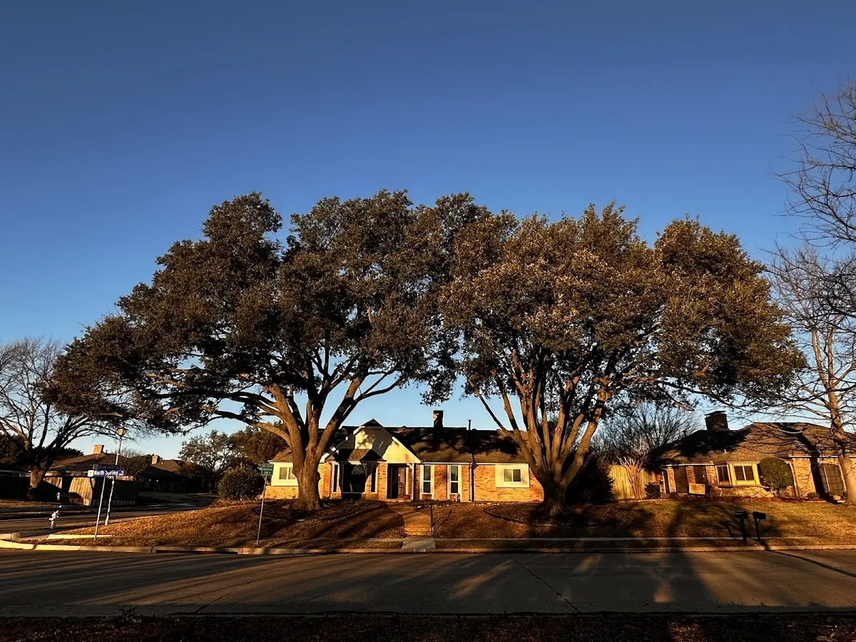 Established residential canopy tree shading a home in Kossuth